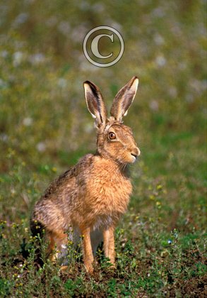 Brown Hare DM1178